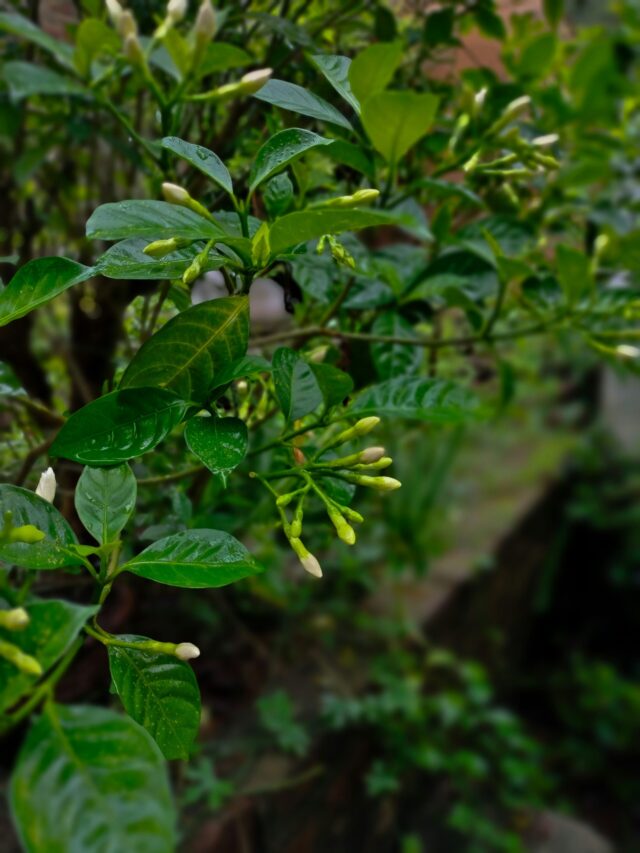 खाली पेट कड़ी पत्ता खाने के फायदे